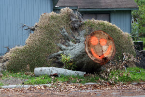 Downed tree image